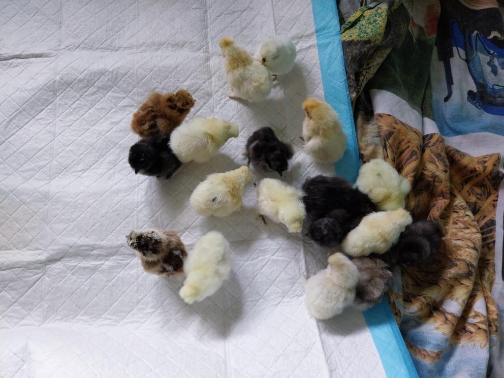Poule de soie, Sexe inconnu, Poule ou poulet