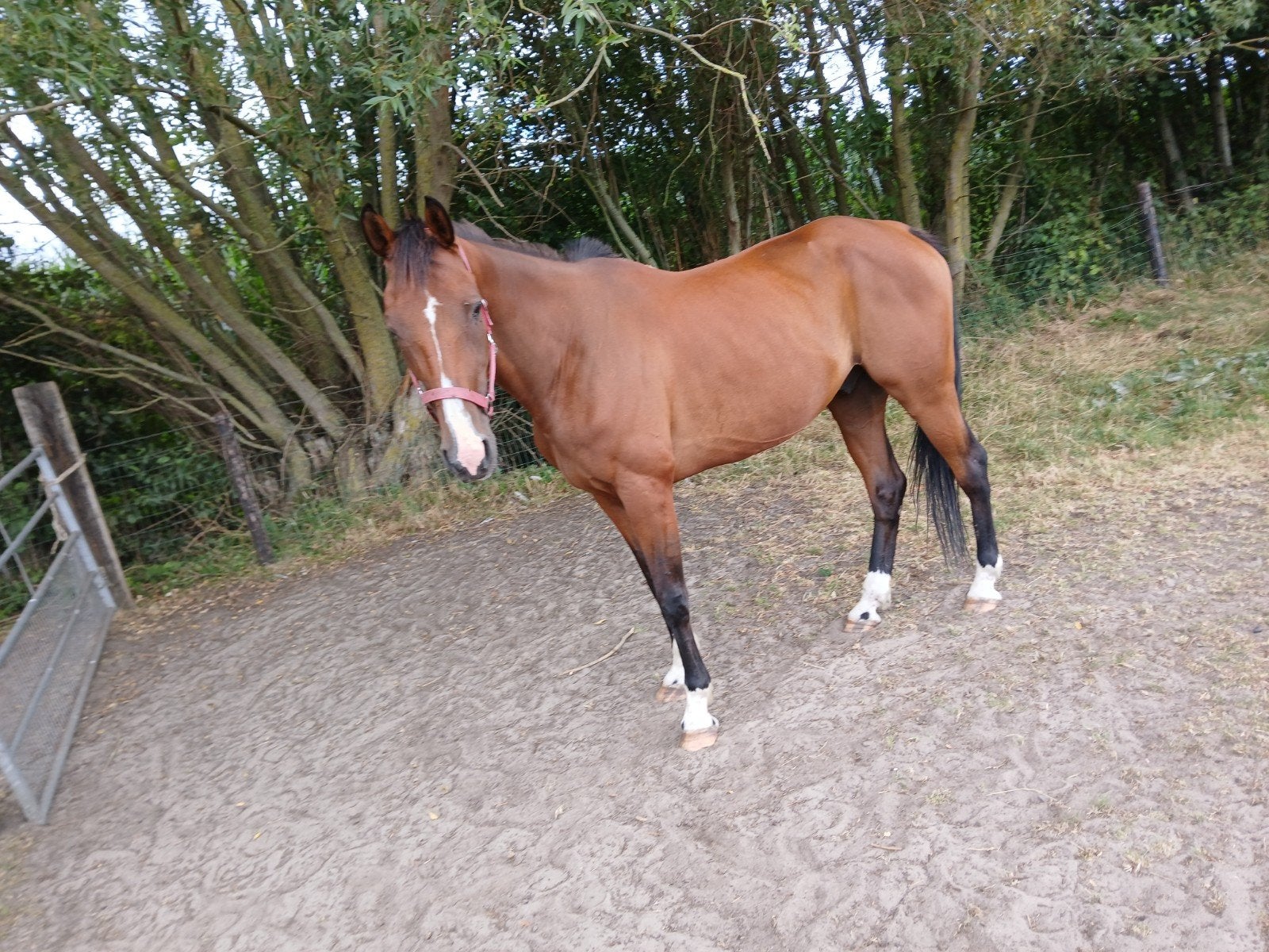 paard, Dieren en Toebehoren, Paarden, Ruin, Recreatiepaard, Met stamboom