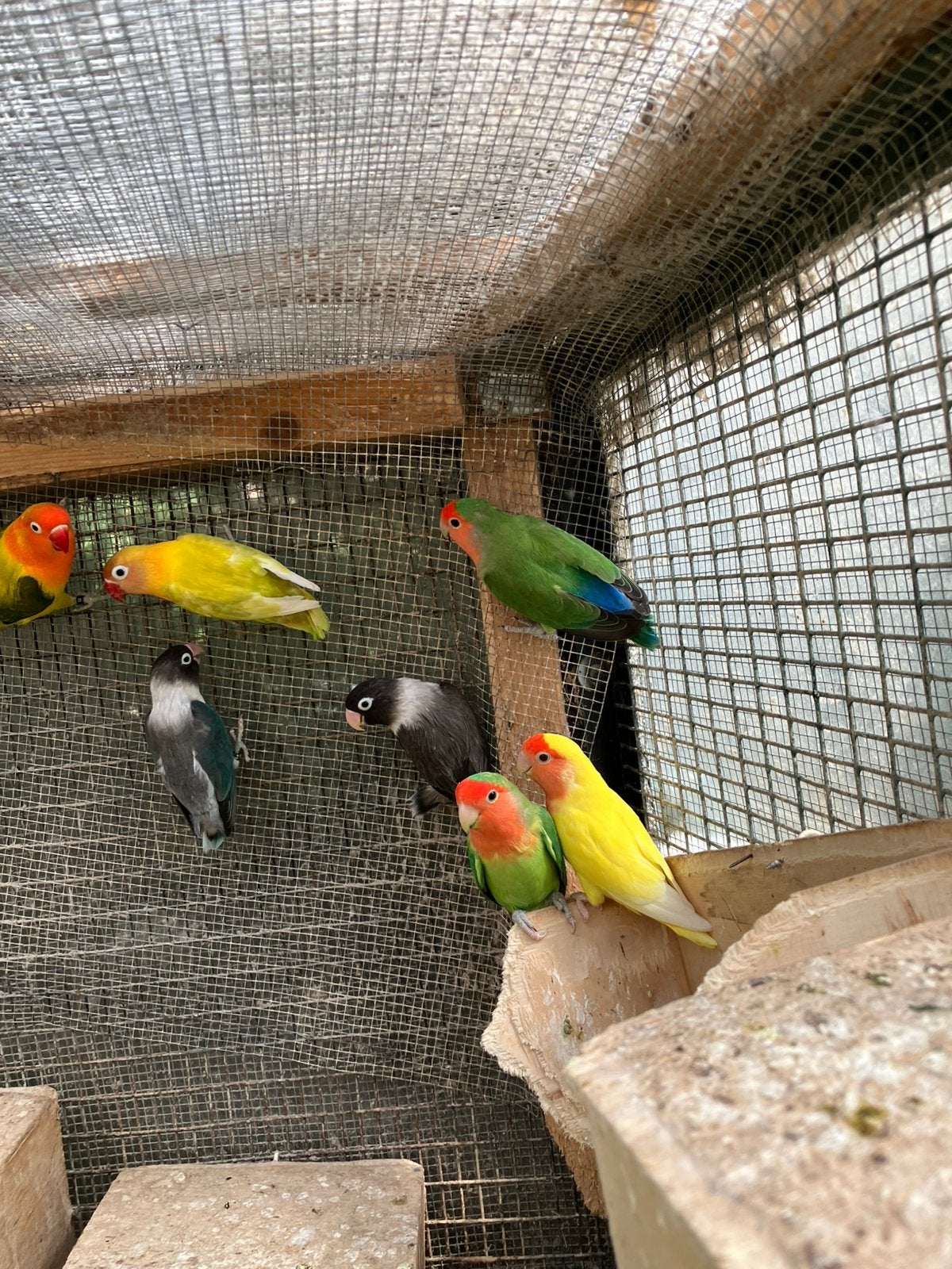WINTERHARDE (UIT BUITENVOLIERE) DWERGPAPEGAAIKES, Meerdere dieren, Dwergpapegaai of Agapornis