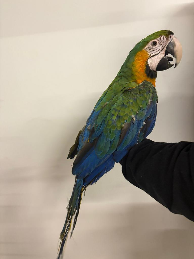 Handtamme catalina ara, Dieren en Toebehoren, Vogels | Parkieten en Papegaaien, Papegaai, Geringd