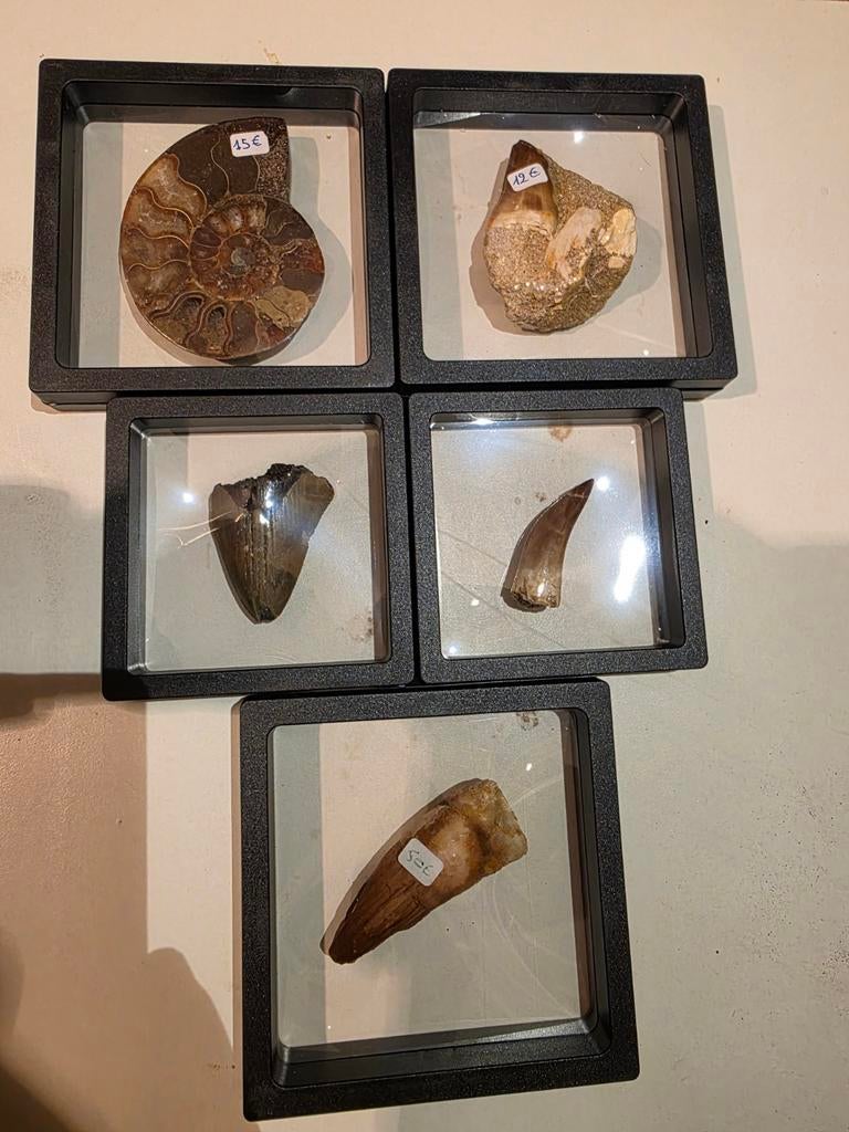 Superbe ensemble supérieur de 5 dents fossiles et d'ammonite, Enlèvement ou Envoi, Fossile