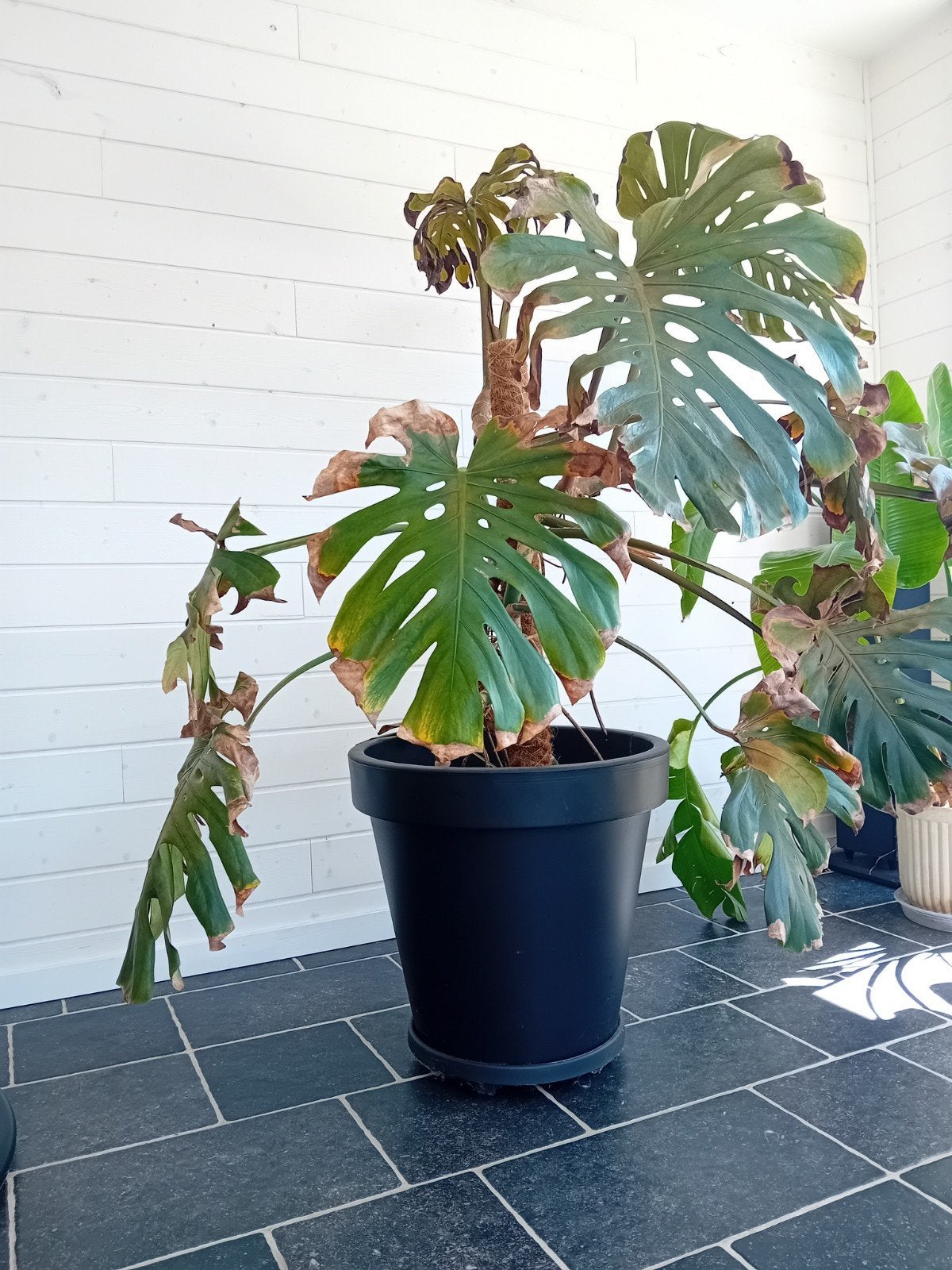 Grote Monstera in nieuwe pot op wieltjes, Huis en Inrichting, Kamerplanten, Ophalen