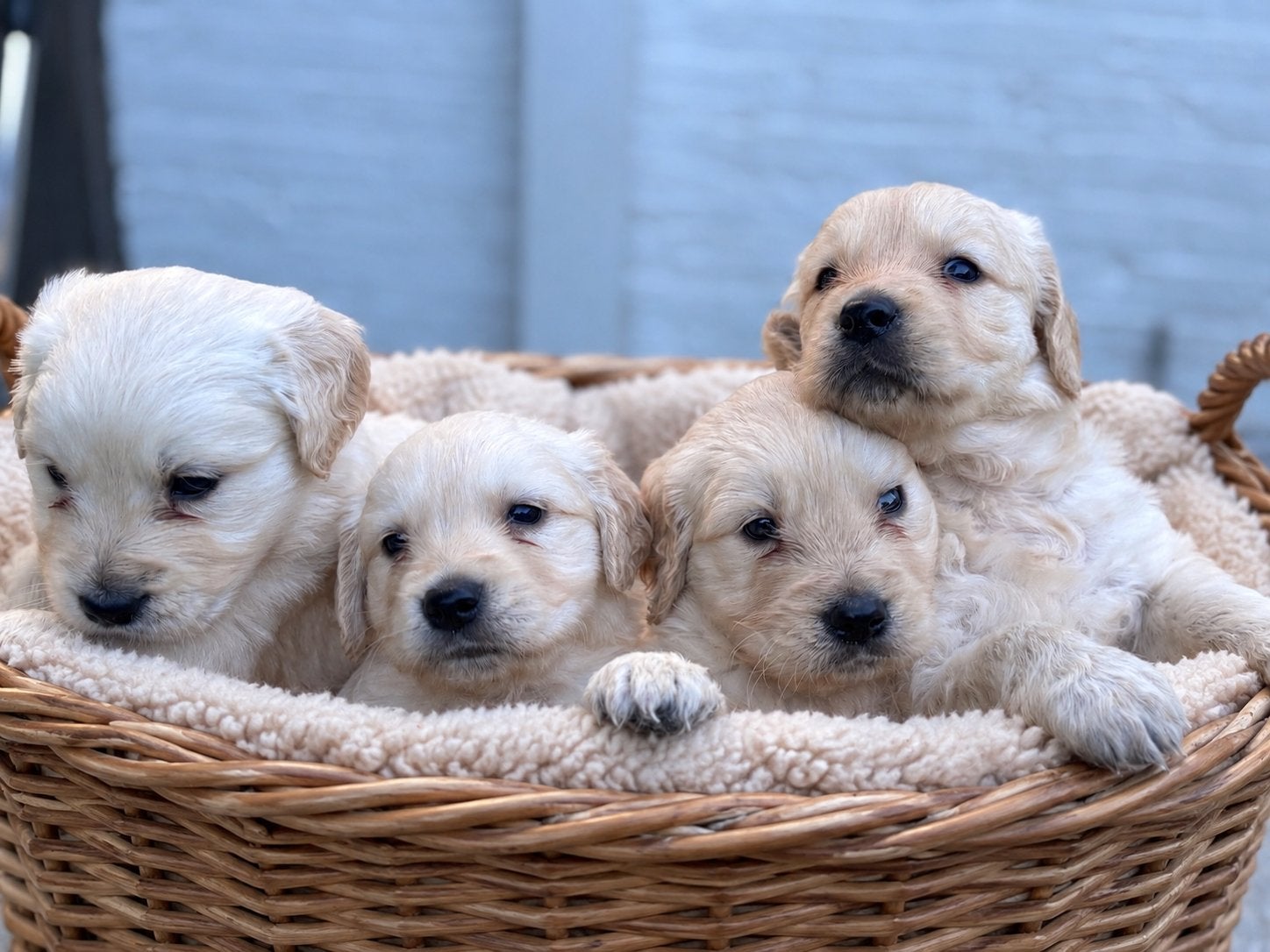 Pups te koop kuurne ( mannetjes), Dieren en Toebehoren, Golden retriever, België, Particulier, Reu