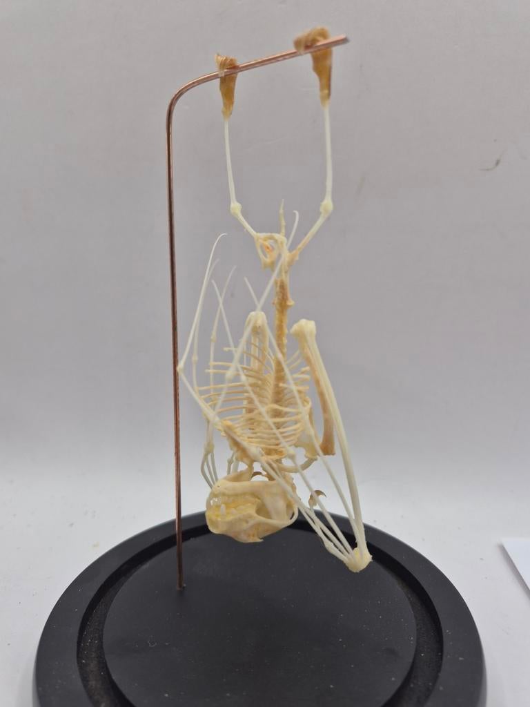 Echt vleermuisskelet, Ophalen of Verzenden