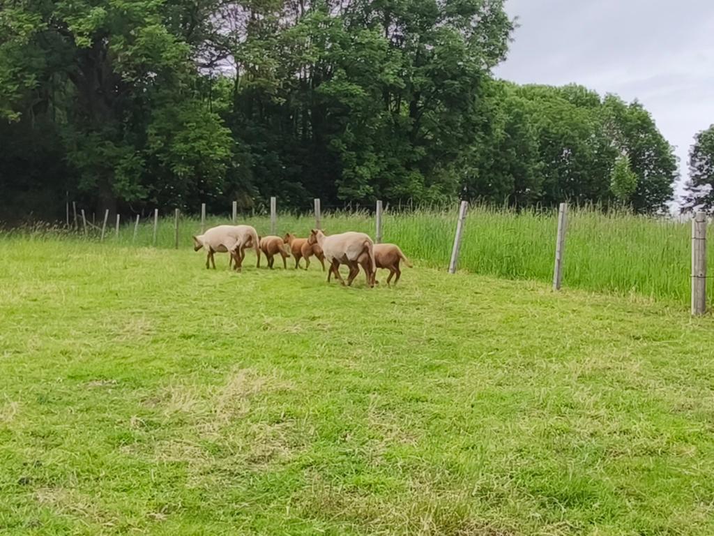 À vendre – Magnifiques moutons Roux Ardennais, Dieren en Toebehoren, Stalling en Weidegang, Opfok