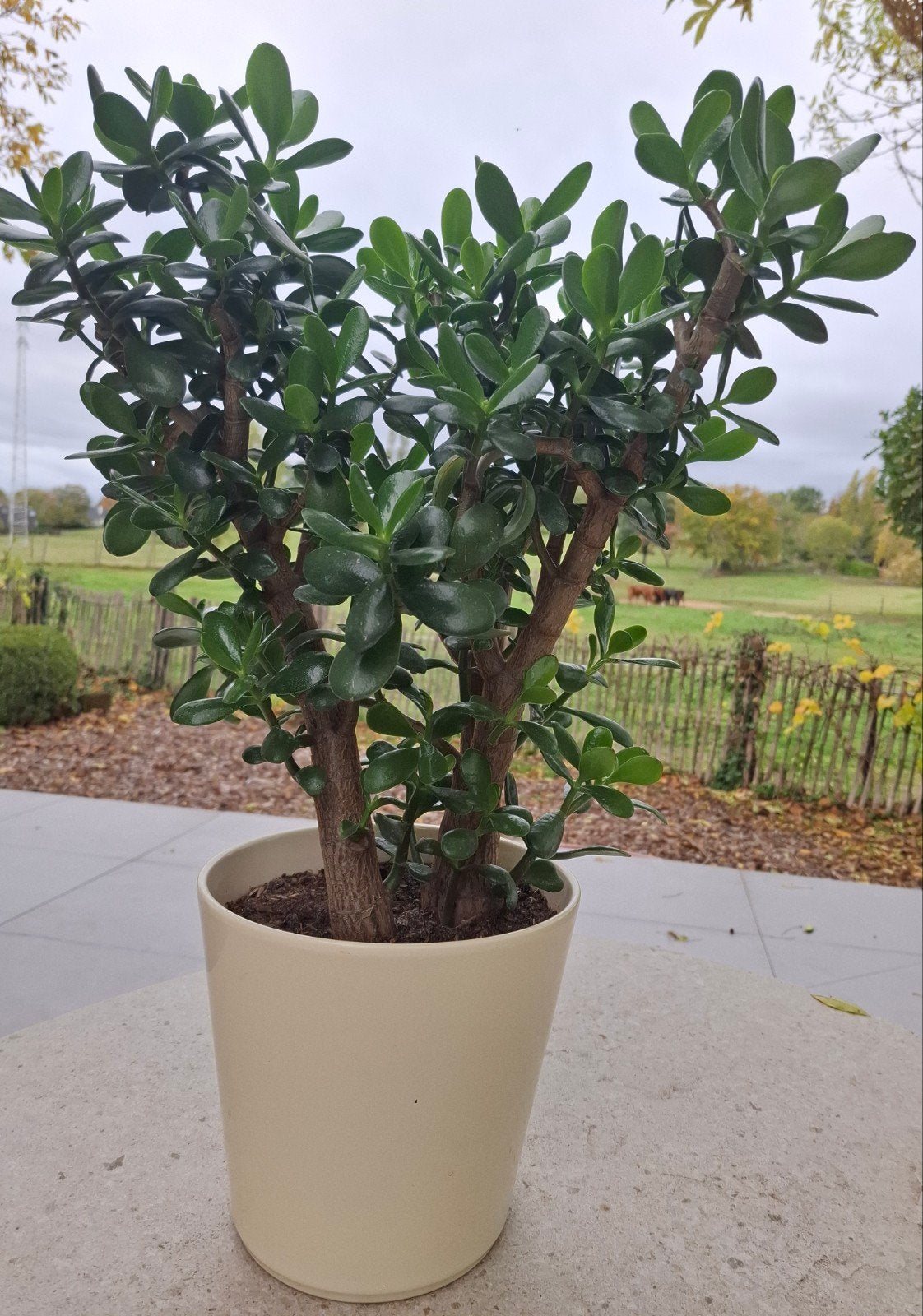 Plante succulente Crassula âgée de 5 ans., Enlèvement