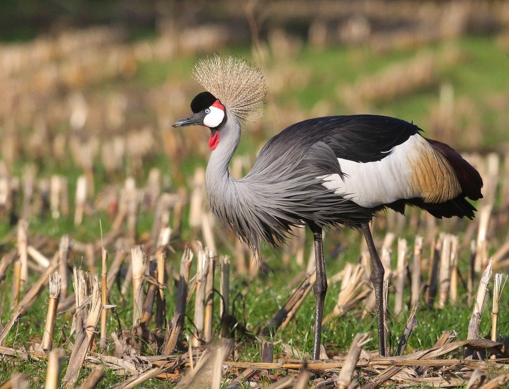 grijze en zwarte  kroonkraanvogels, Animaux & Accessoires