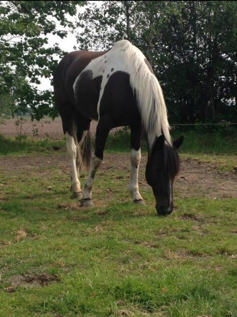18 jarige kruising arabier, Animaux & Accessoires, Chevaux, Hongre