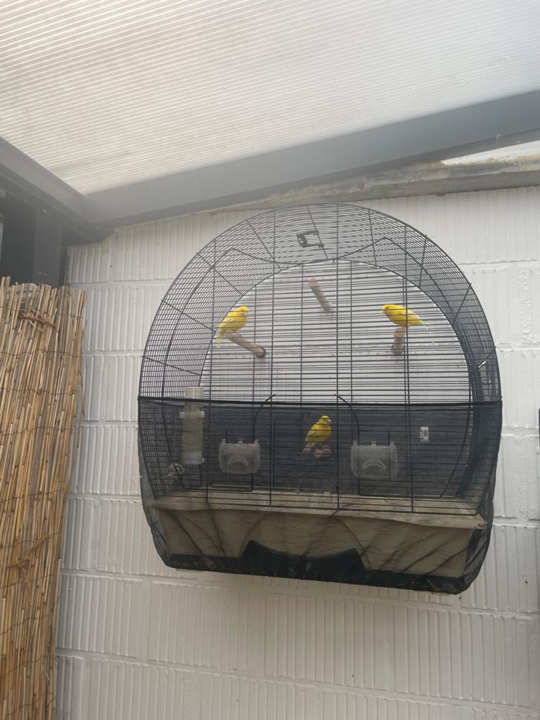 Groot vogelkooi, Dieren en Toebehoren, Ophalen, Zo goed als nieuw, Vogelkooi