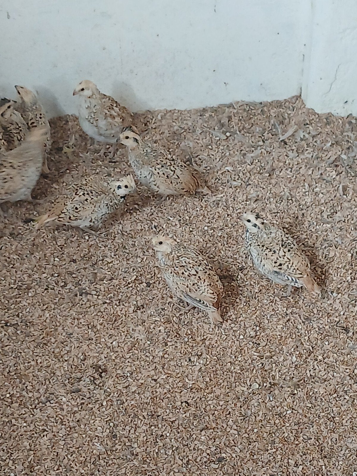 mexikaanse boomkwartels, Dieren en Toebehoren