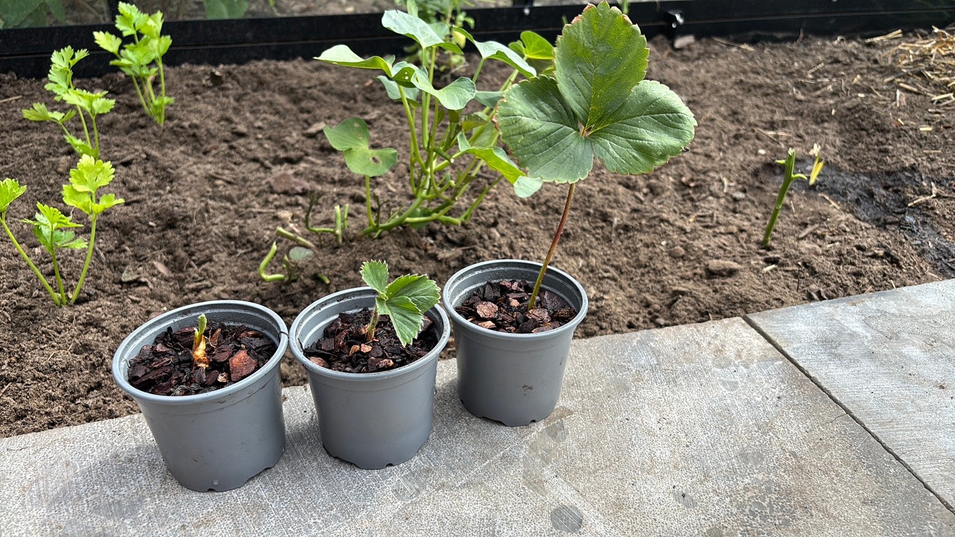Aardbeienplantjes, Tuin en Terras, Ophalen