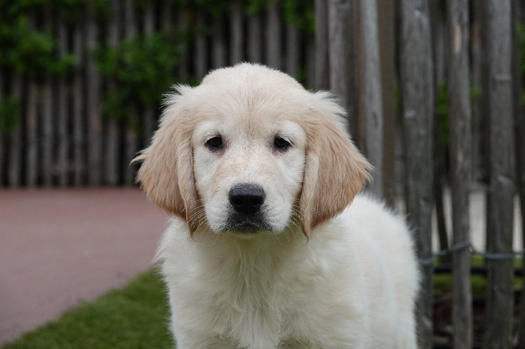 Beaux chiots Golden Retriever, avec pedigree, Golden retriever, Plusieurs, Hépatite contagieuse (maladie de Rubarth), Belgique