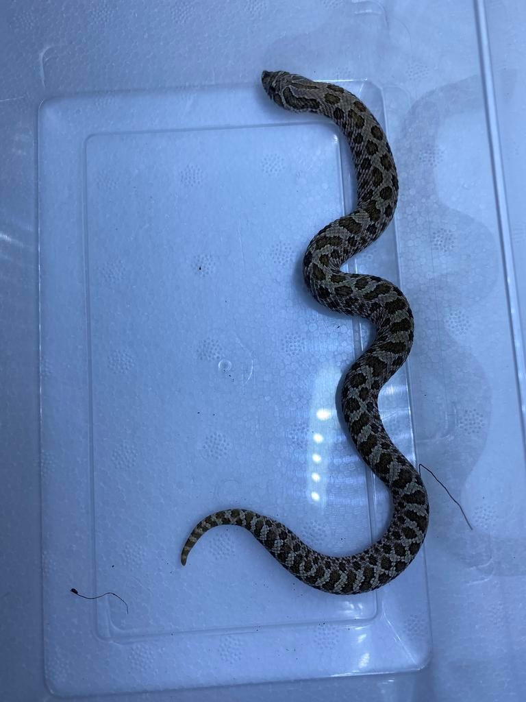 3.2 het stormcloud 50% albino, Dieren en Toebehoren, Reptielen en Amfibieën, Slang, Tam, 0 tot 2 jaar