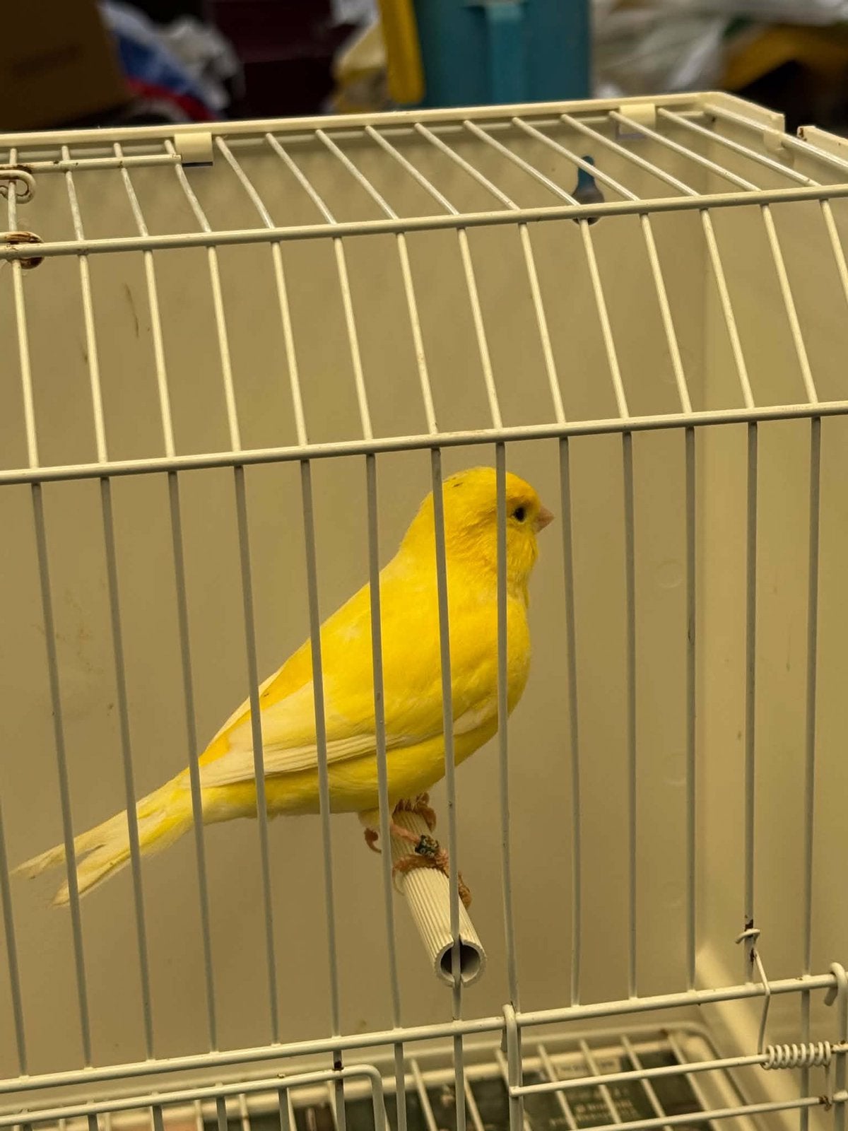 Gele kanarie, Dieren en Toebehoren
