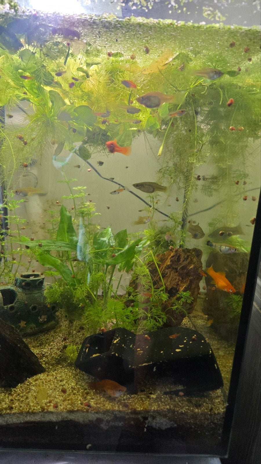 Aquarium 60 liter cube +vissen, Neuf, Pompe, Enlèvement, Aquael