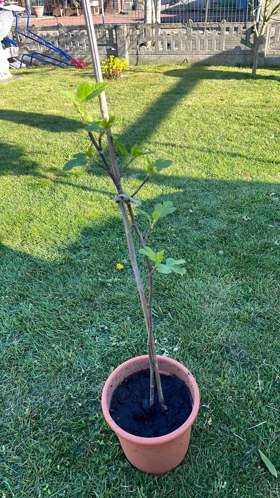 Vijgenboom, Tuin en Terras, Planten | Bomen, Ophalen