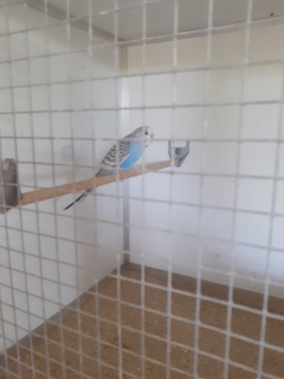 Te koop grasparkiet