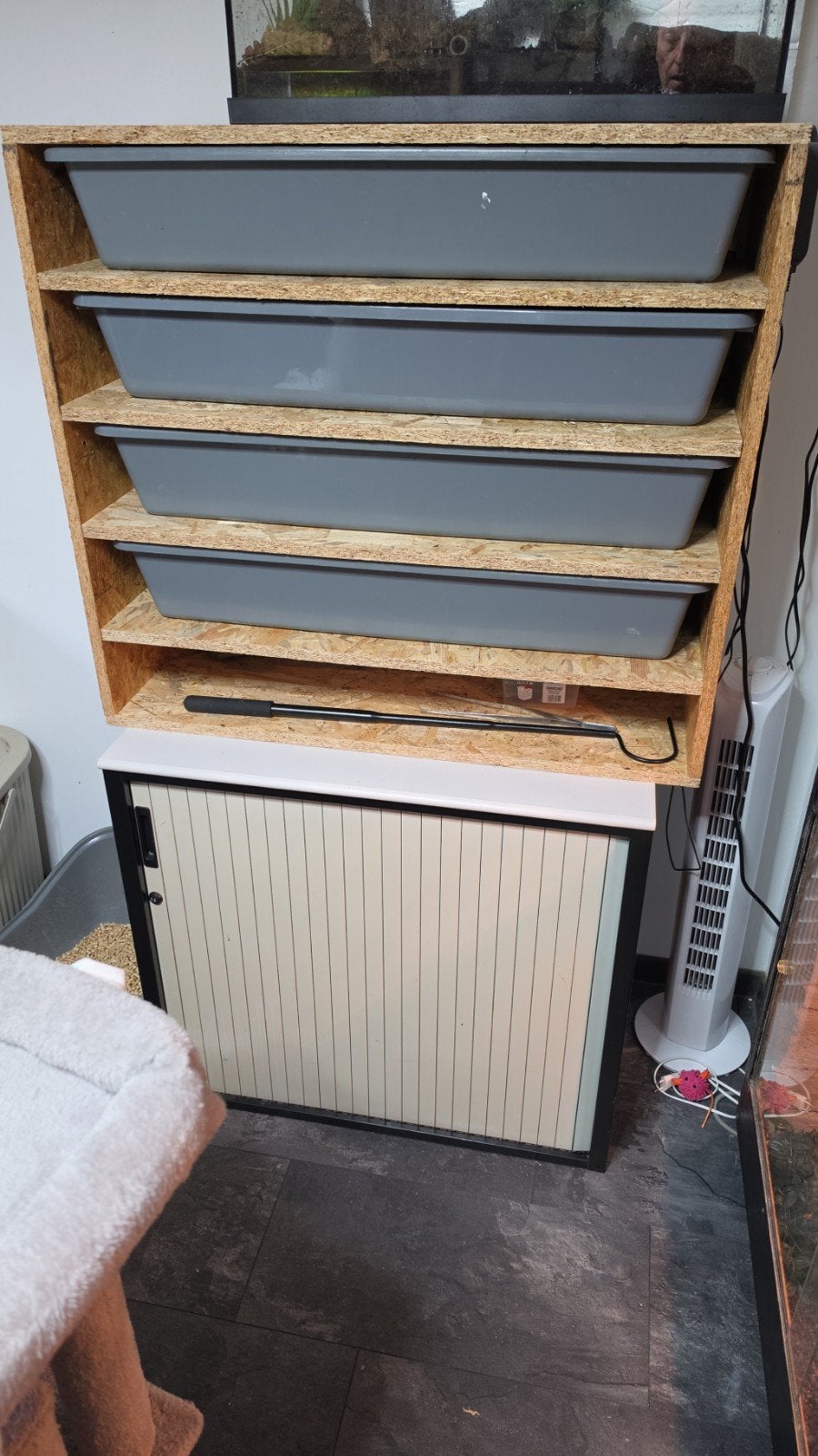 rack met thermostaat en 4 ballpythons, Dieren en Toebehoren, Ophalen