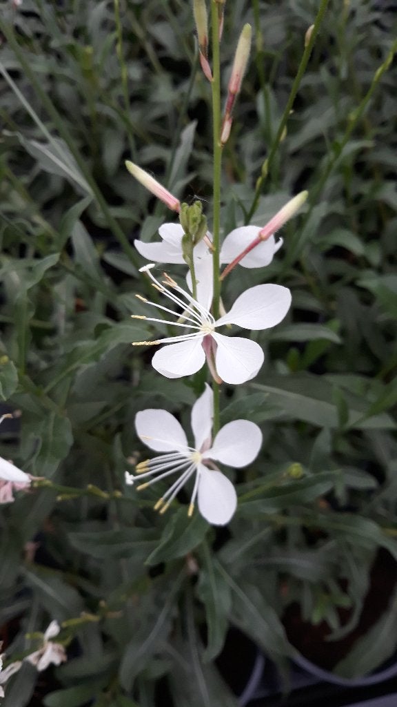 Gaura  Lindheimeri Nova White  48 planten voor 35€, Jardin & Terrasse, Plein soleil, Enlèvement, Plante fixe, Été