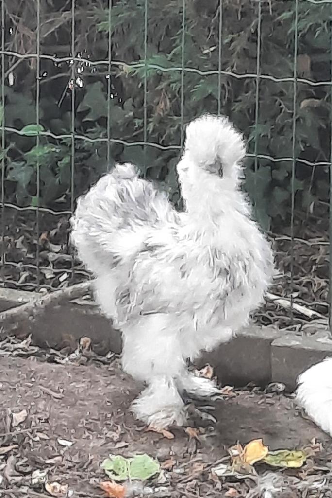 Zijdehoen, Dieren en Toebehoren, Meerdere dieren, Kip