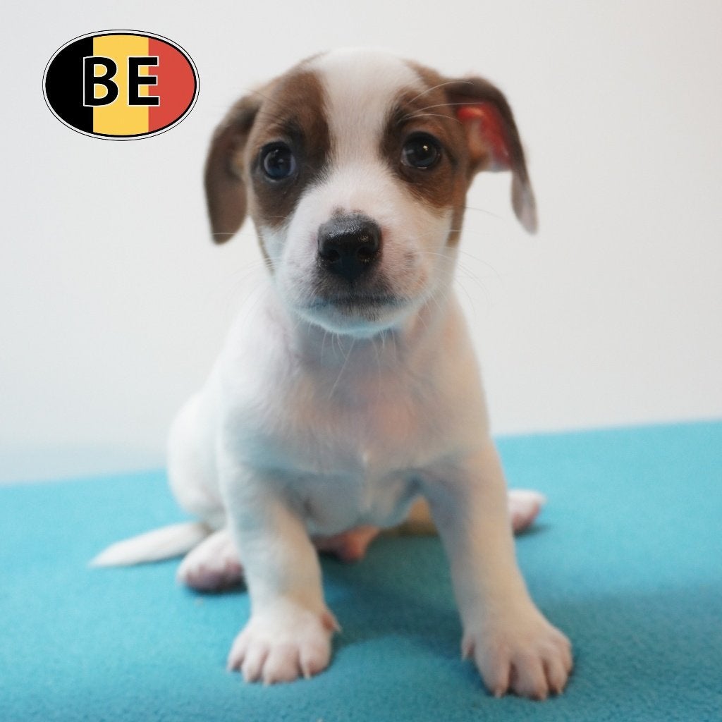 Jack Russell - chiots actifs et joueurs à vendre (belges), Animaux & Accessoires, Commerçant, Maladie de Carré (chiens), 8 à 15 semaines