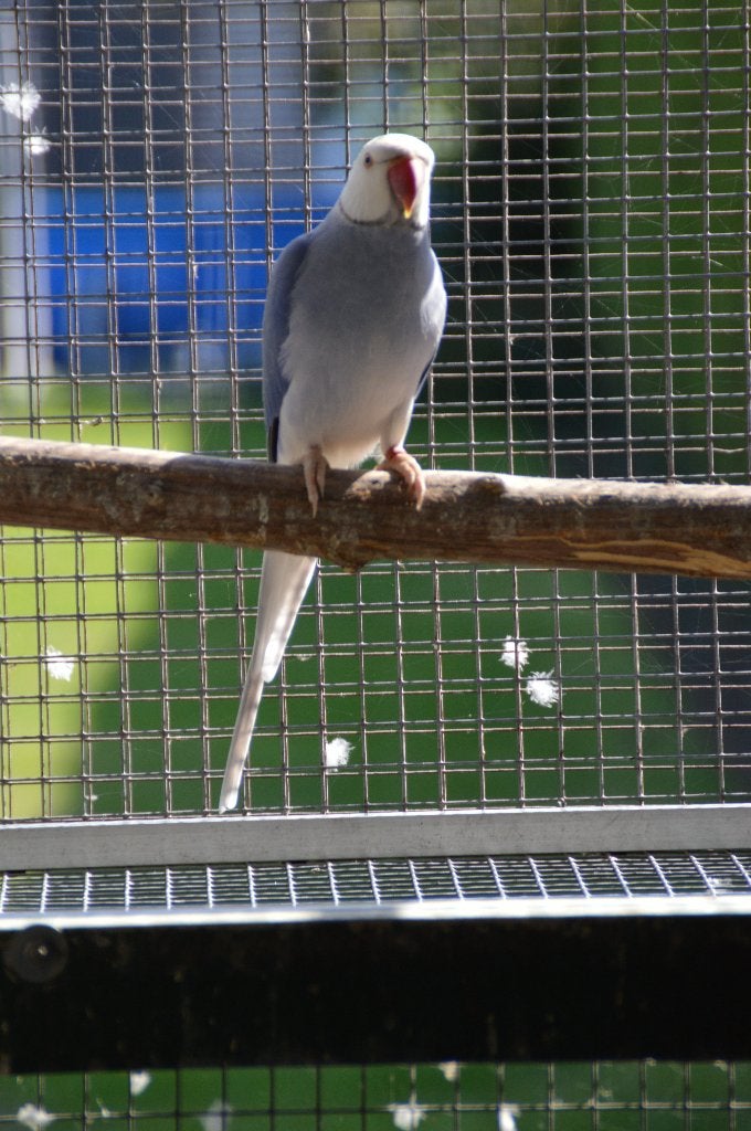 colliers pour adultes, Animaux & Accessoires, Plusieurs animaux, Perruche, Bagué
