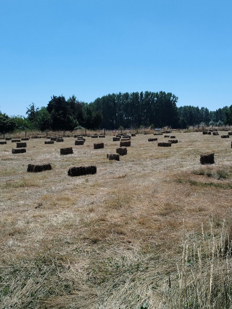 Hooi kleine botten, Enlèvement