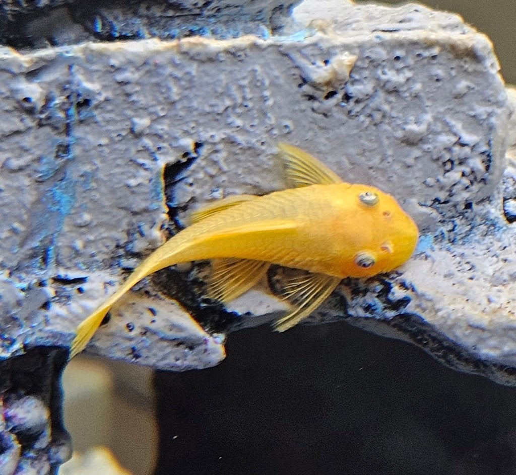 Ancistrussen oranje met blauwe ogen shortfin L144, Dieren en Toebehoren, Vis, Zoetwatervis