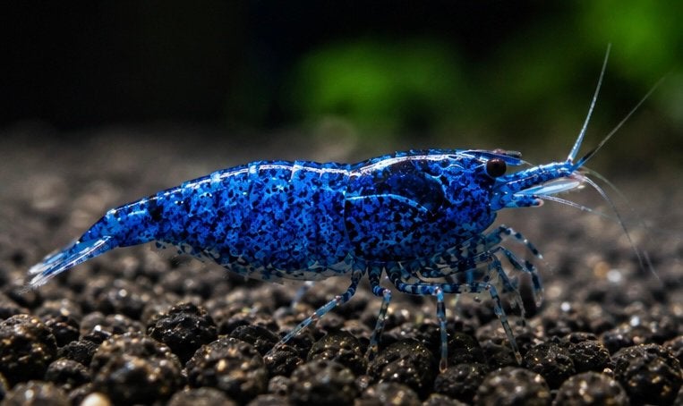 Blue Sapphire aquarium garnalen, Kreeft, Krab of Garnaal