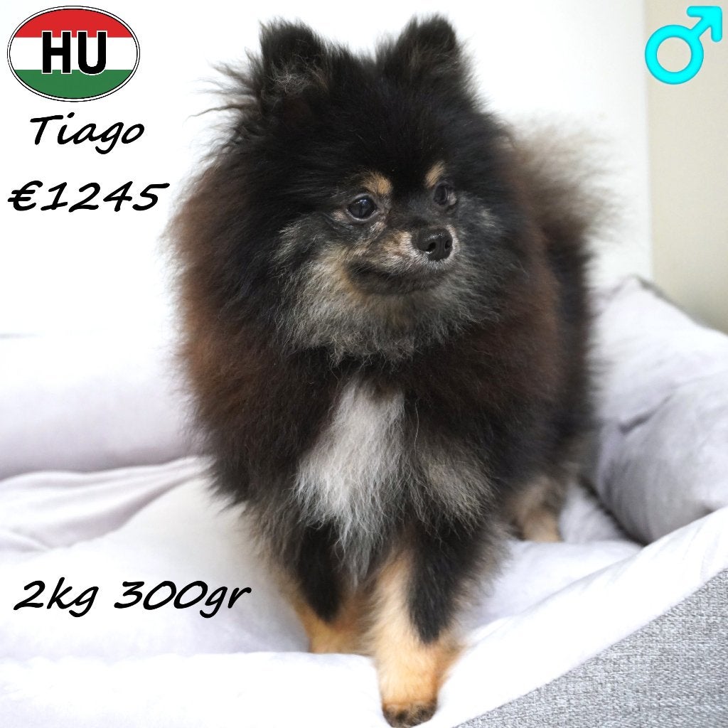 Tiago, Dwergkees Black and Tan, 2kg 300gr, Dieren en Toebehoren, 15 weken tot 1 jaar, Buitenland, CDV (hondenziekte), Eén hond
