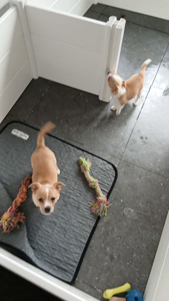 chihuahua pups, Animaux & Accessoires, Chiens | Chihuahuas & Chiens de compagnie, Chien (mâle), Chihuahua, Éleveur | Loisir, Plusieurs