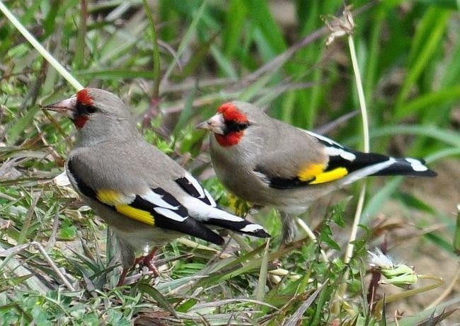 Gezocht prize putter, Dieren en Toebehoren, Geringd