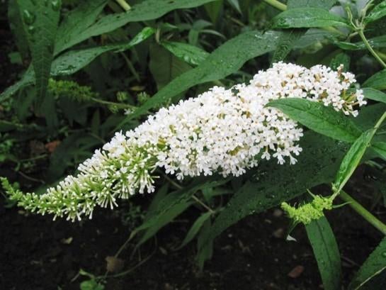 Buddleja davidii "White Profusion" (vlinderstruik), Tuin en Terras, Ophalen, Vlinderstruik, Struik, 100 tot 250 cm