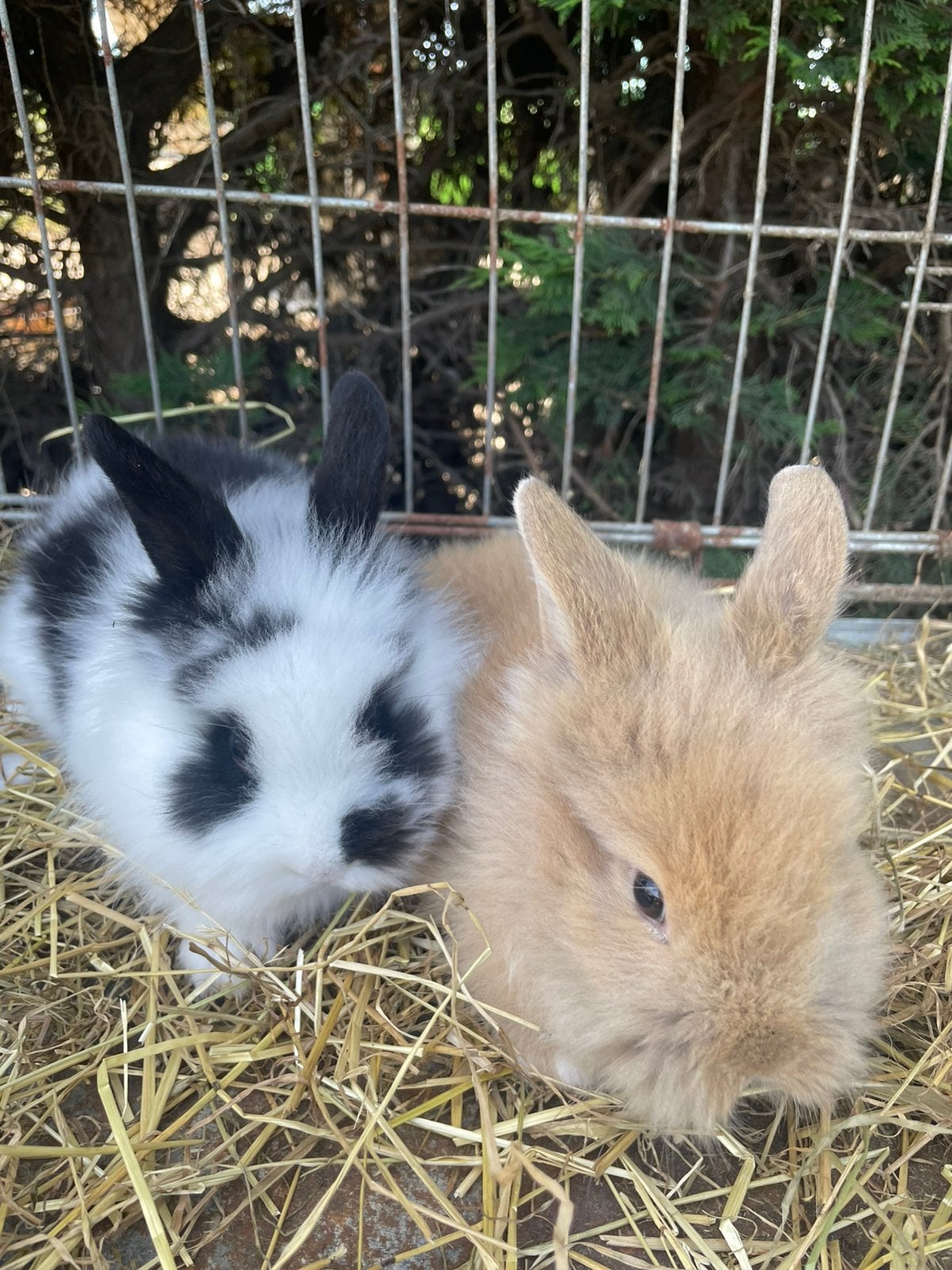 2 dwergkonijn zusjes te koop, Animaux & Accessoires, Lapins, Femelle, Nain, 0 à 2 ans