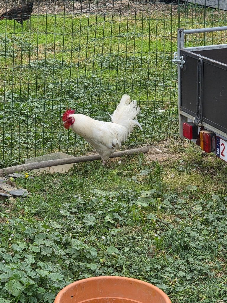 gratis haan, Dieren en Toebehoren, Pluimvee, Mannelijk, Kip