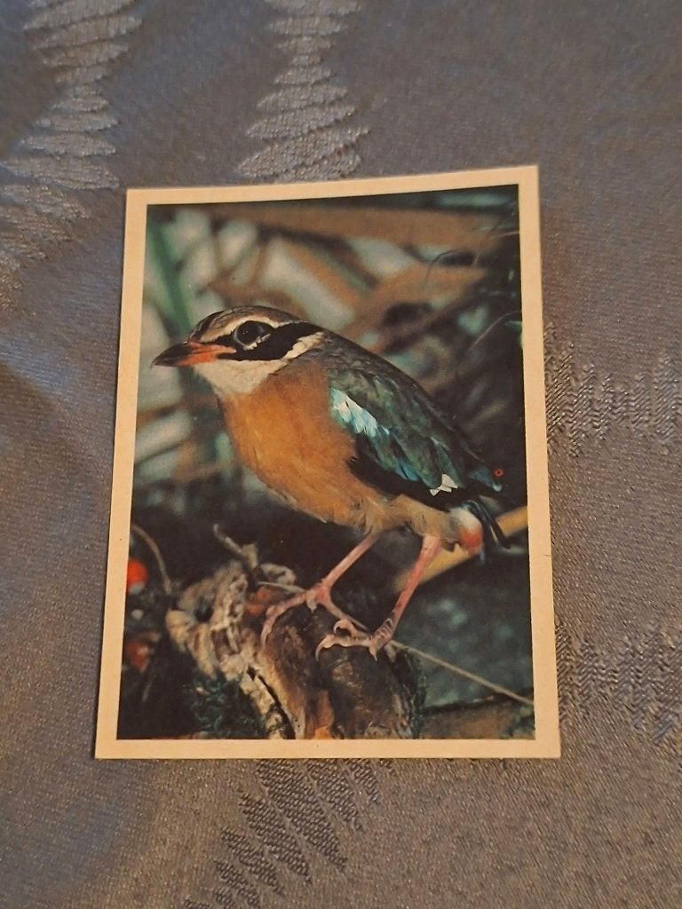Prentje/Chromo : Bengaalse Pitta, Verzamelen, Ophalen of Verzenden, Gebruikt, Dier, Prent