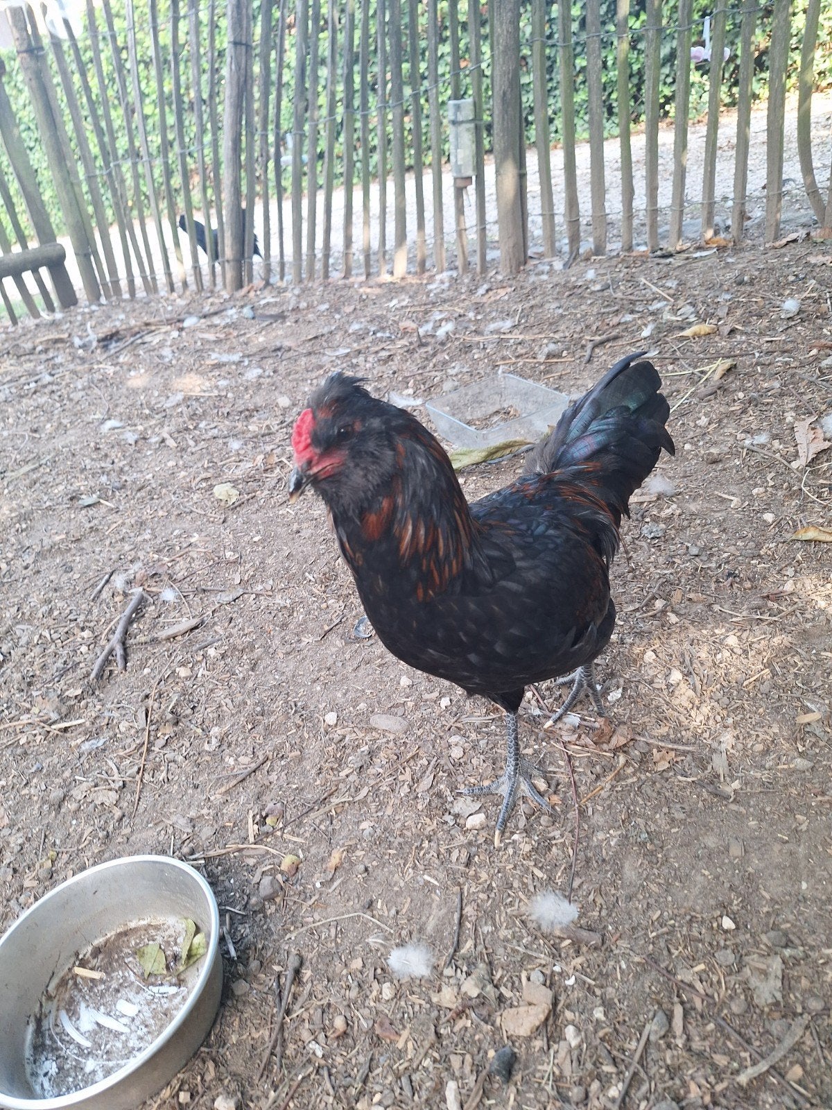 Araucana haan, Animaux & Accessoires, Volatiles