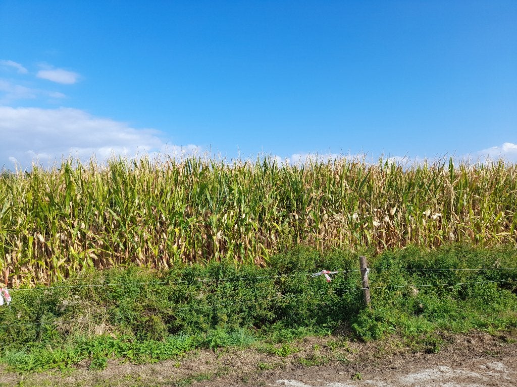 5 hectare maïs, Enlèvement