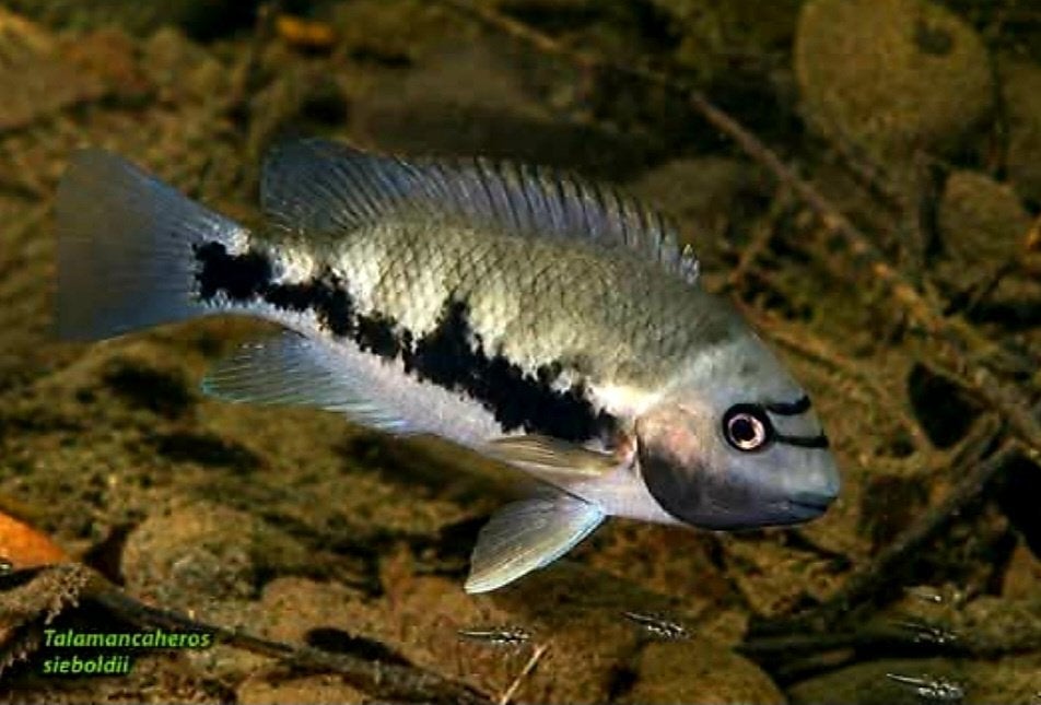 Hollenbroeder cichliden, Vis, Zoetwatervis