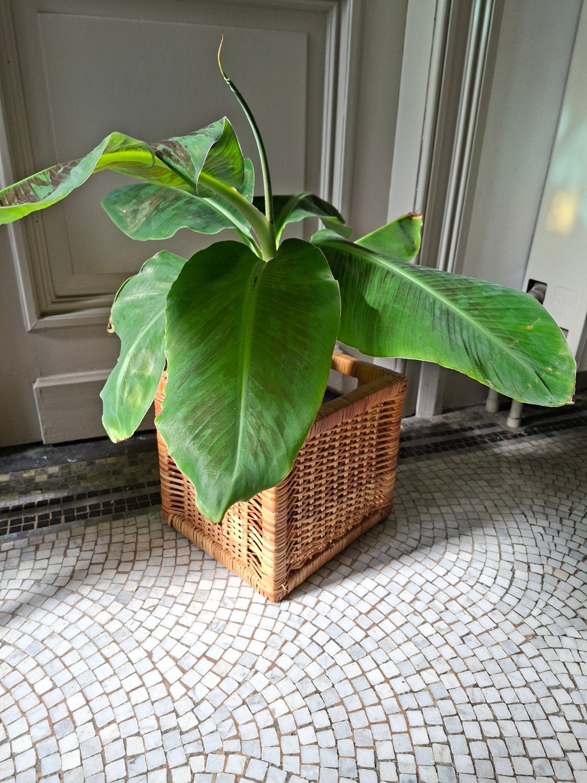 bananenplant in mand, Huis en Inrichting, Ophalen