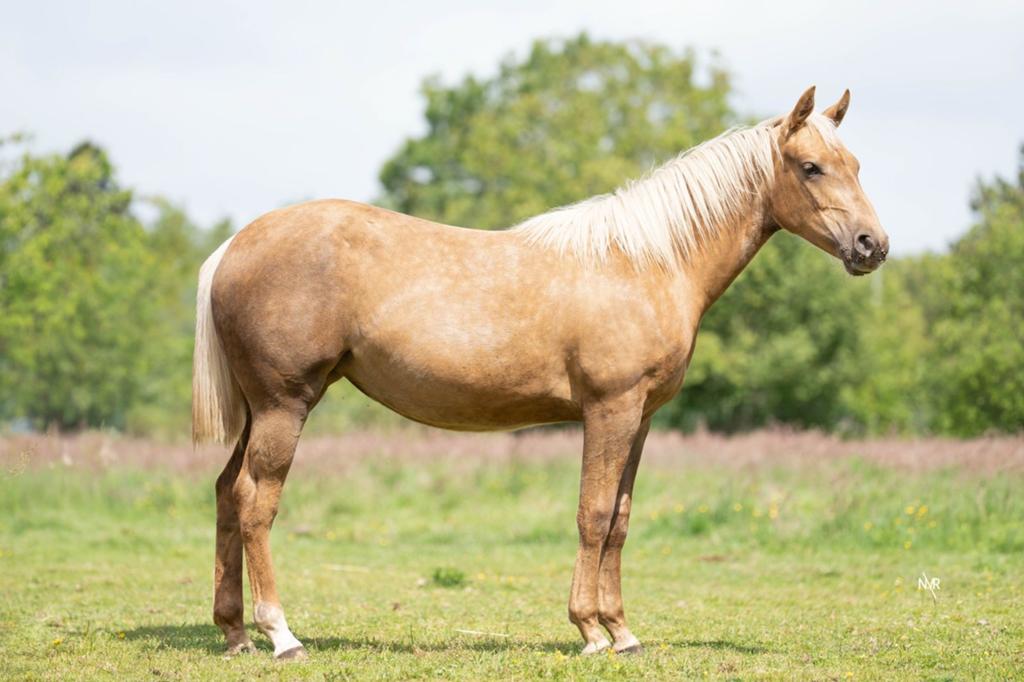 GP STUD IN TOWN Jaarling merrie, Merrie