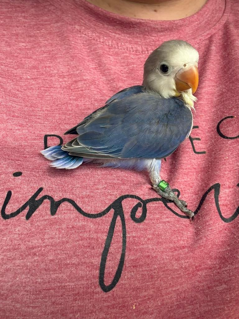 Prachtige jonge turquoise Agapornis fischeri, Dieren en Toebehoren, Geslacht onbekend, Dwergpapegaai of Agapornis, Geringd