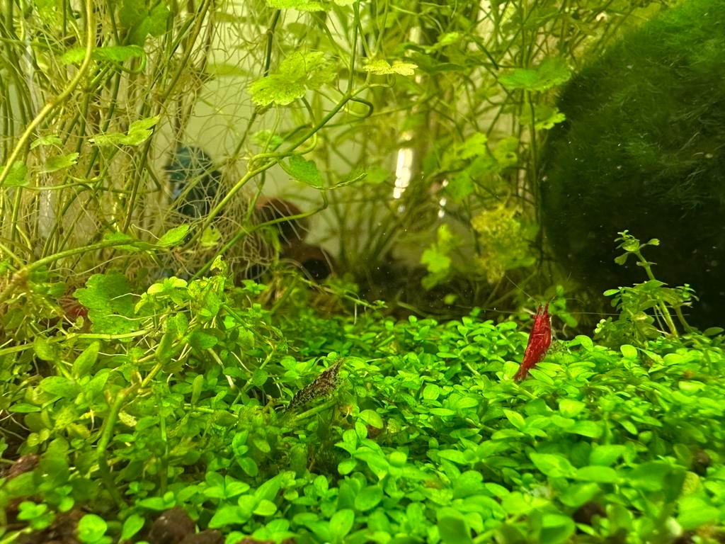 wildkleur Neocaridina garnalen