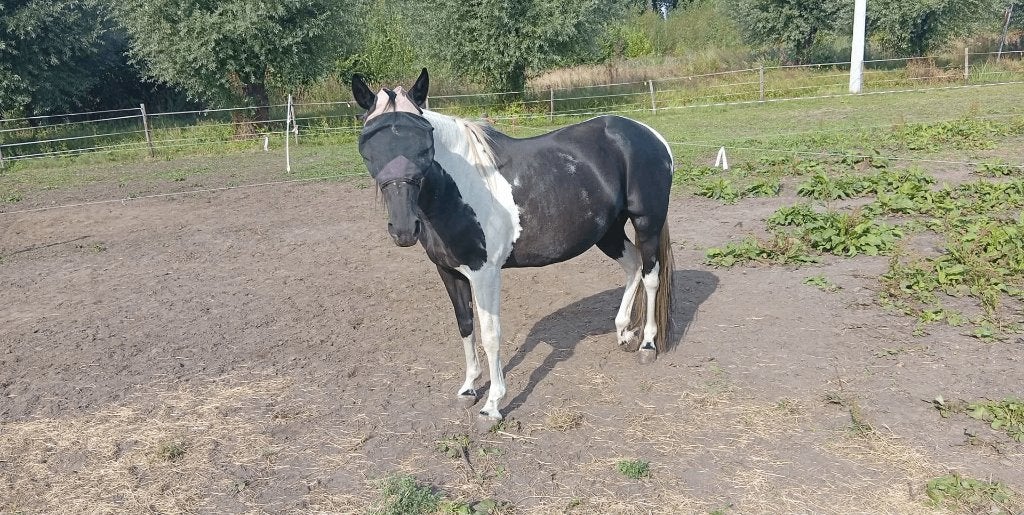 Paard, Dieren en Toebehoren, Paarden, Merrie