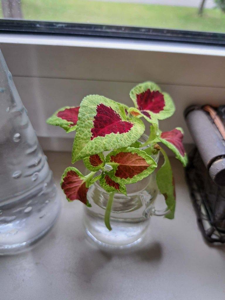 Siernetel stekje (Coleus), Ophalen, Overige soorten, Volle zon