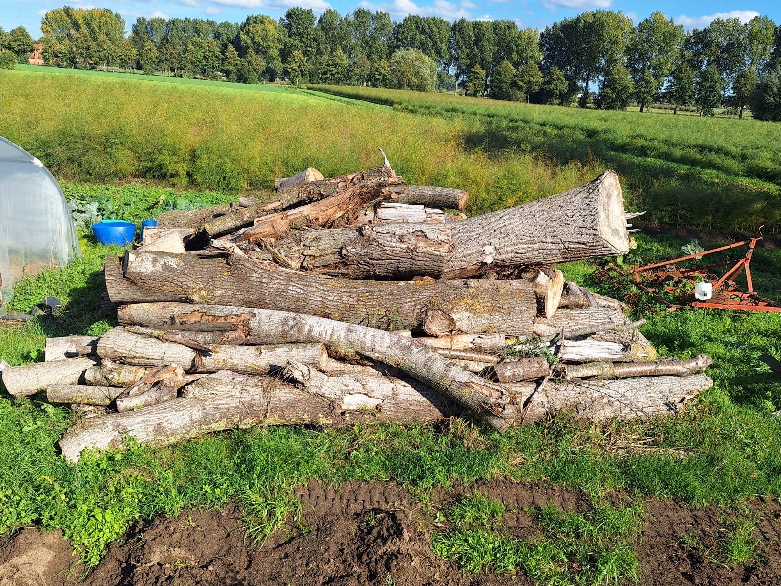brandhout in stam, 6 m³ of meer, Ophalen, Overige houtsoorten, Stammen