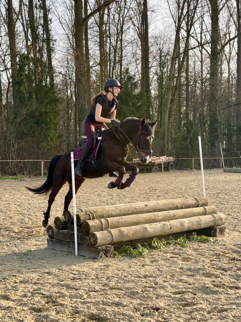 4-jarige BRP D-pony, Ruin, Niet van toepassing, Springpony, Gechipt