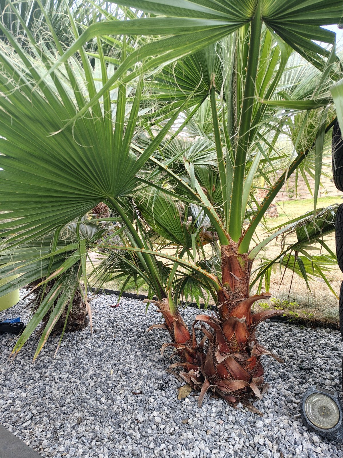prachtige palmboom, Tuin en Terras, Planten | Bomen, Ophalen, Palmboom
