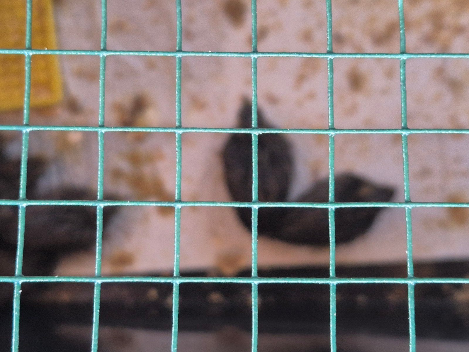dwergkwartel man, Dieren en Toebehoren