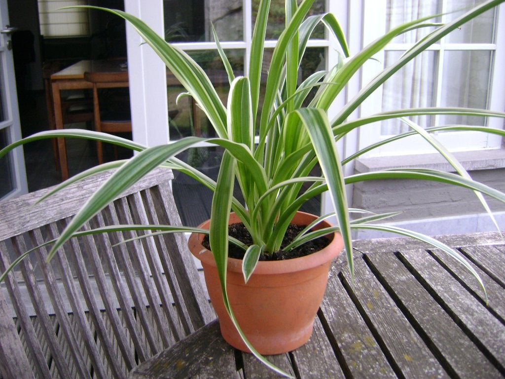 Nénuphar en pot, Maison & Meubles, Plantes d'intérieur, Autres espèces, En pot, Moins de 100 cm, Enlèvement